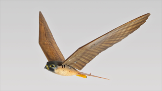 Illustration for article titled 'Robird' Drones Chase Birds Away From Airport Danger
